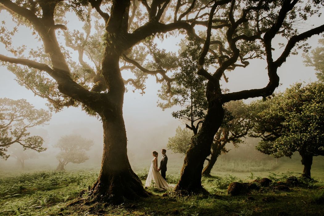 noivos numa floresta com névoa