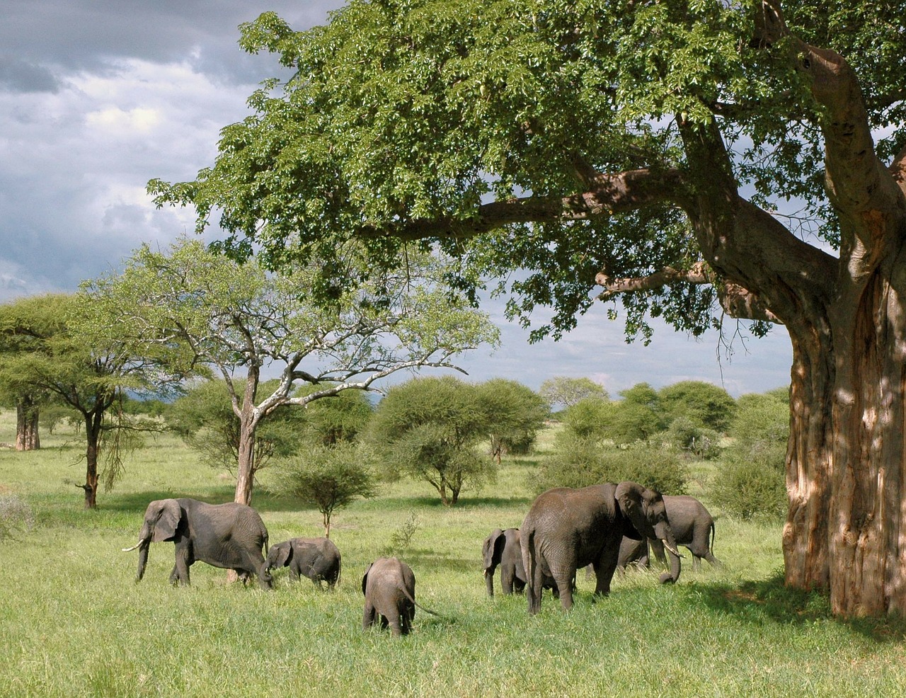 Elefantes na Tanzânia.