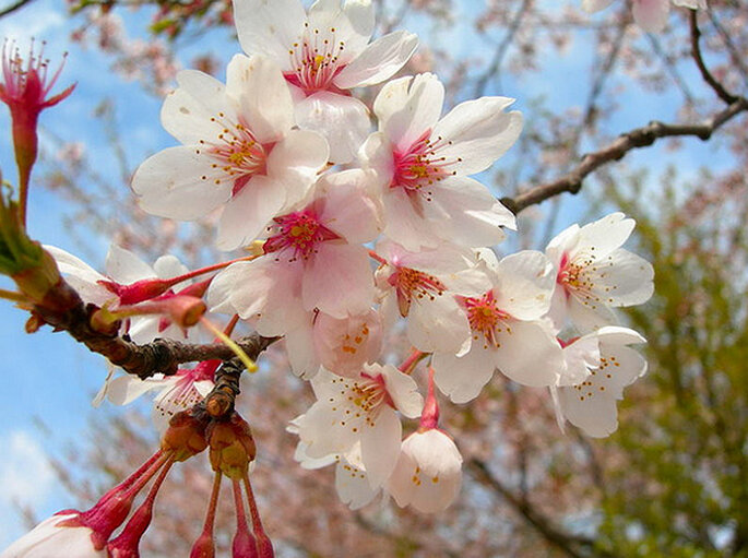 Flor de cerejeira. Foto Flickr Creative Commons