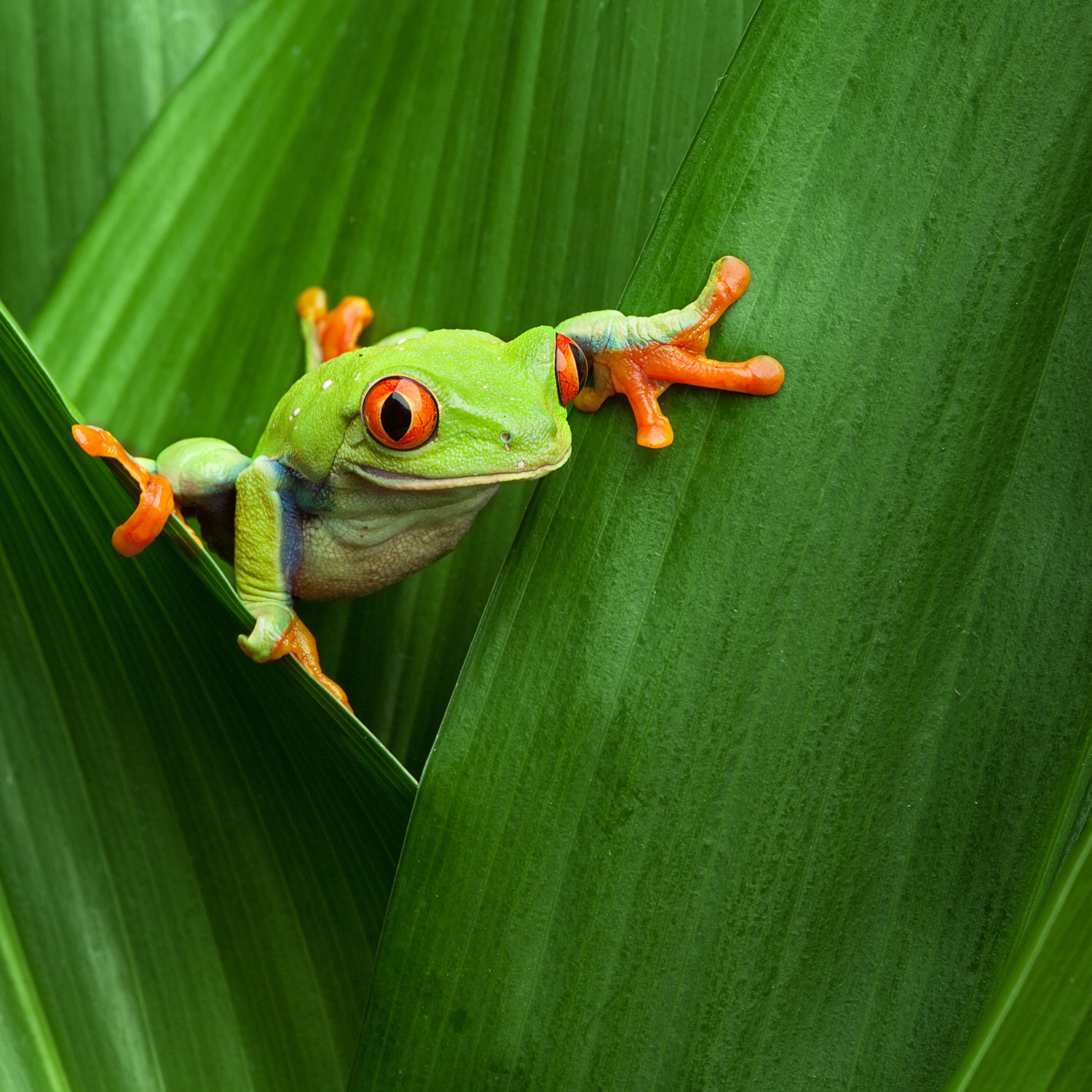 Logitravel. Costa Rica. Créditos: Shutterstock