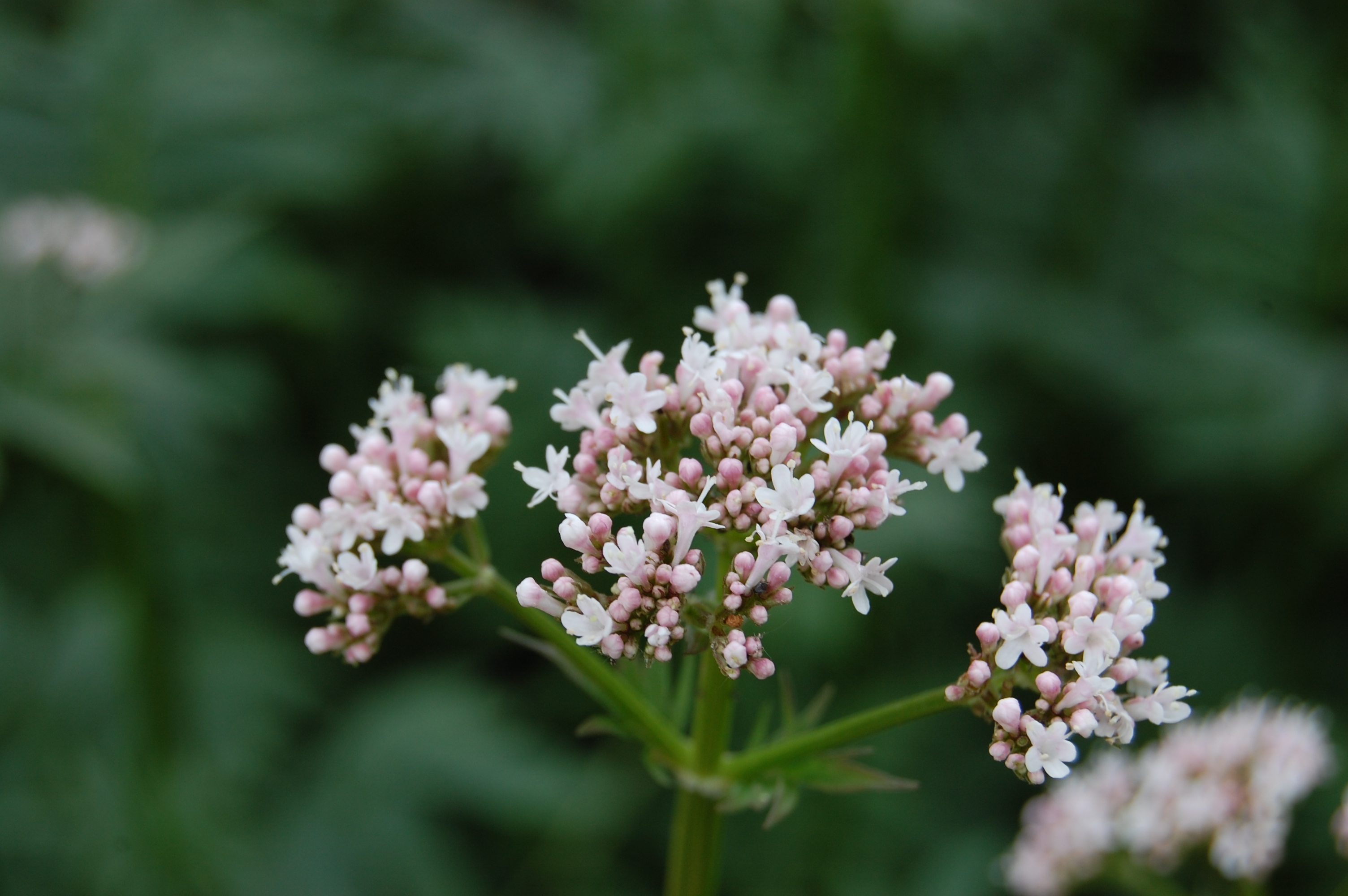 Valeriana