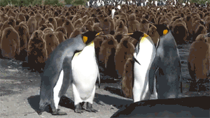 i will be using this for every fandom fight that happens from now on gif i will be using this for every fandom fight that happens from now on gif