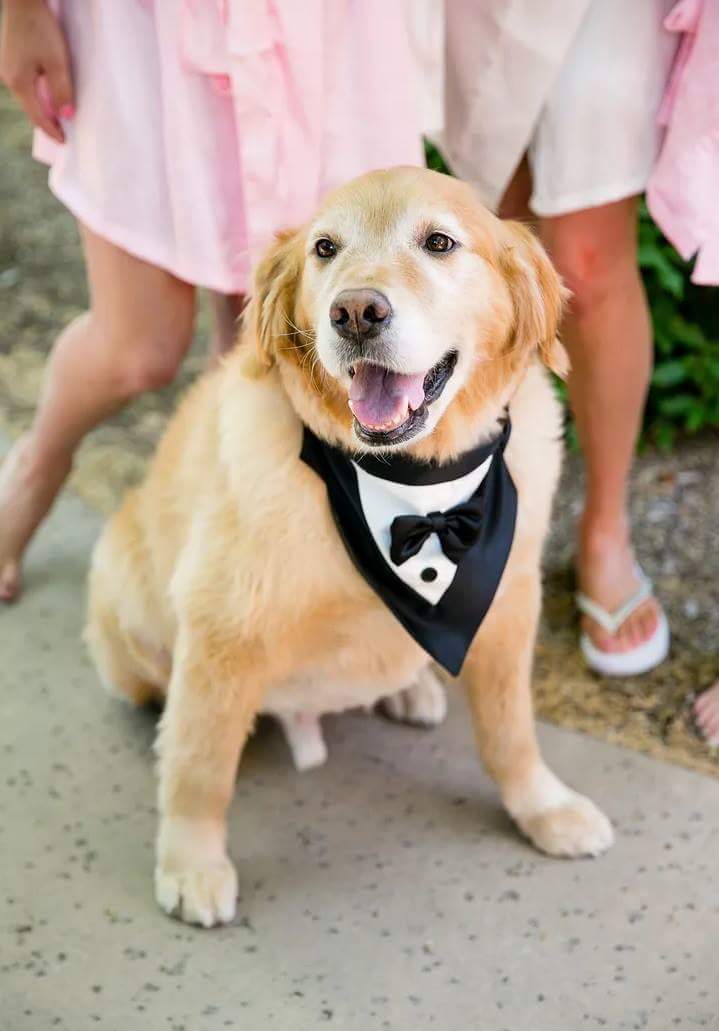 Pet of Honor - Wedding Pet Service