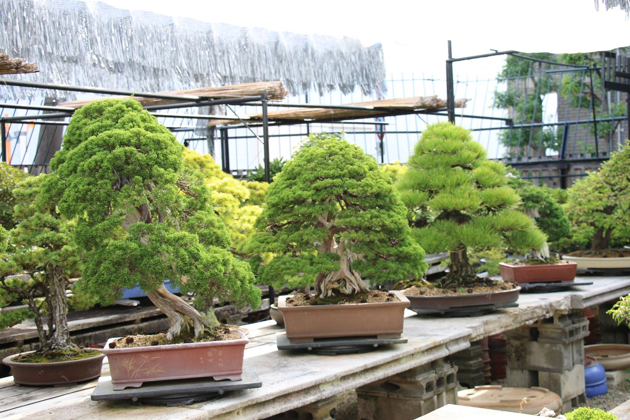 Kensho Bonsai Studio