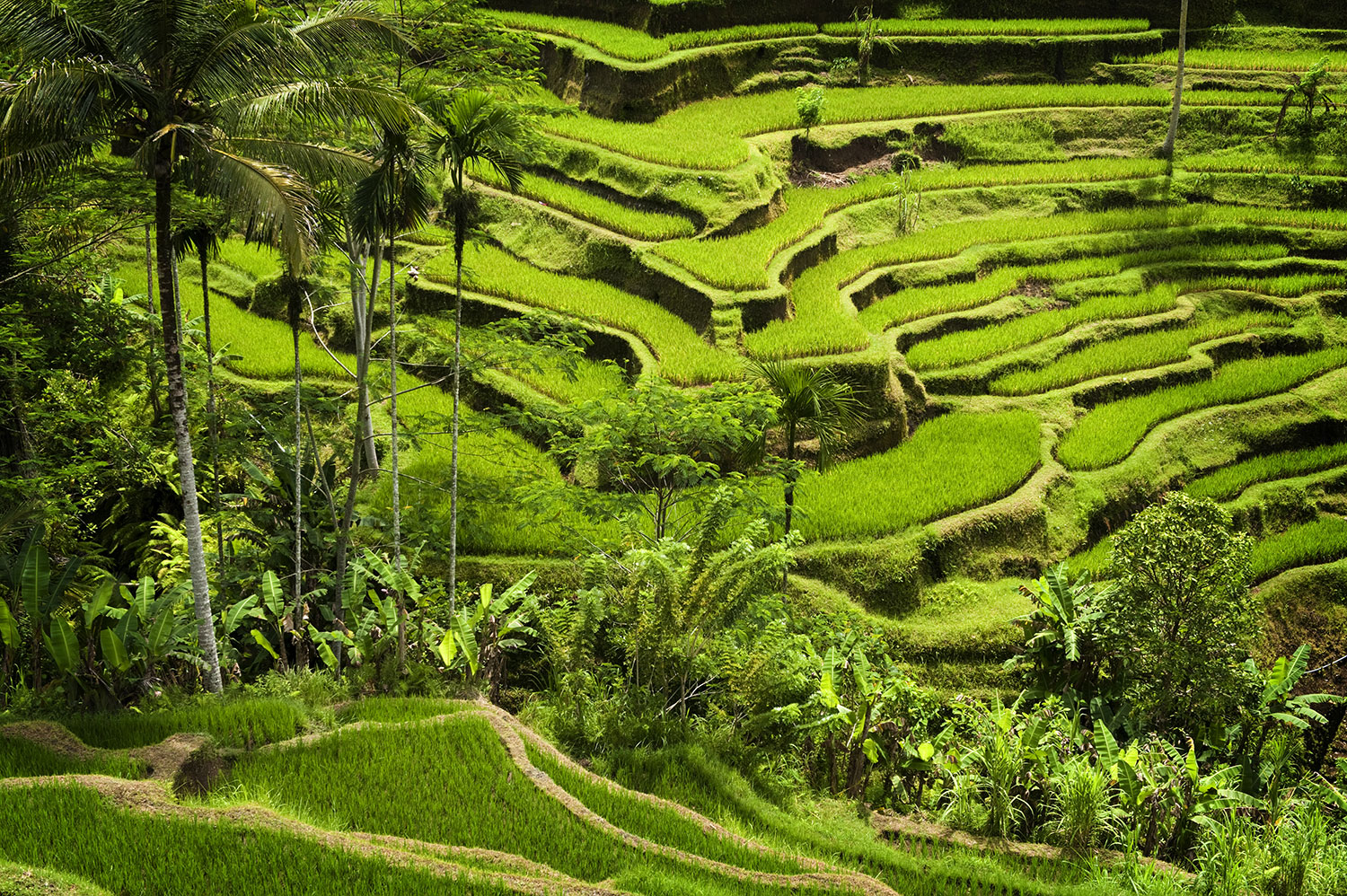Ubud. Logitravel