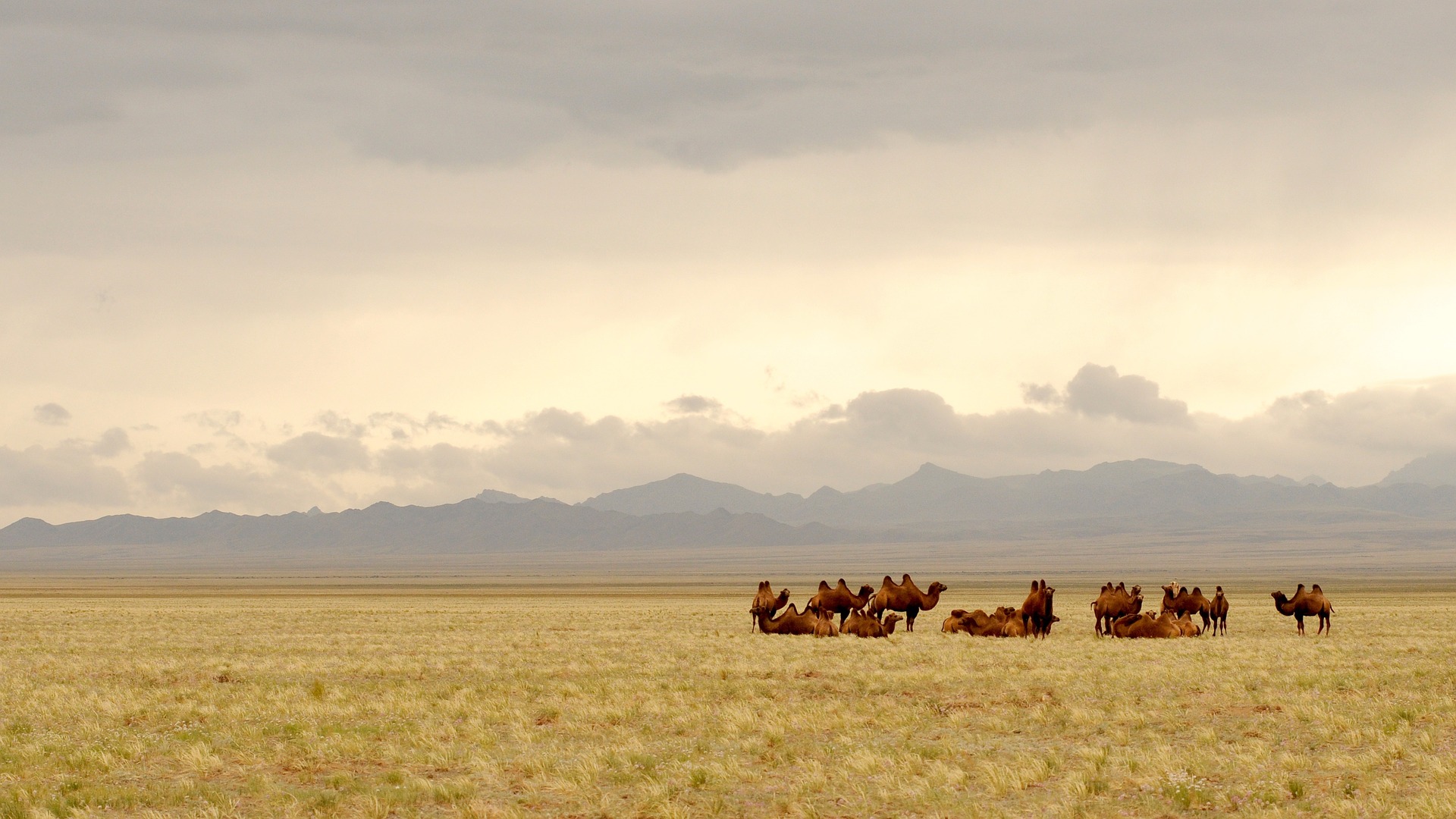 Campos da Mongólia - Camelos