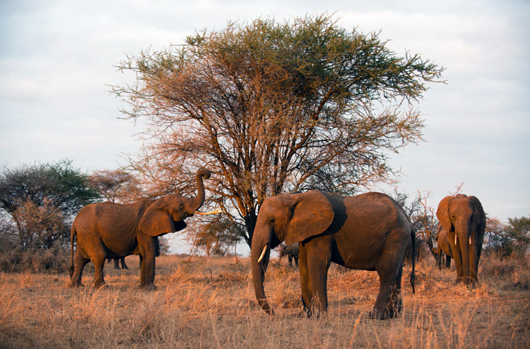 Tanganyika Wilderness Camps