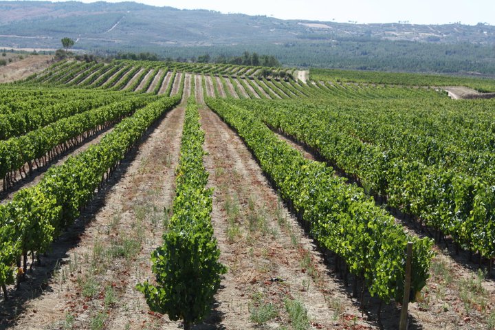 Quinta dos Termos - Vinhos