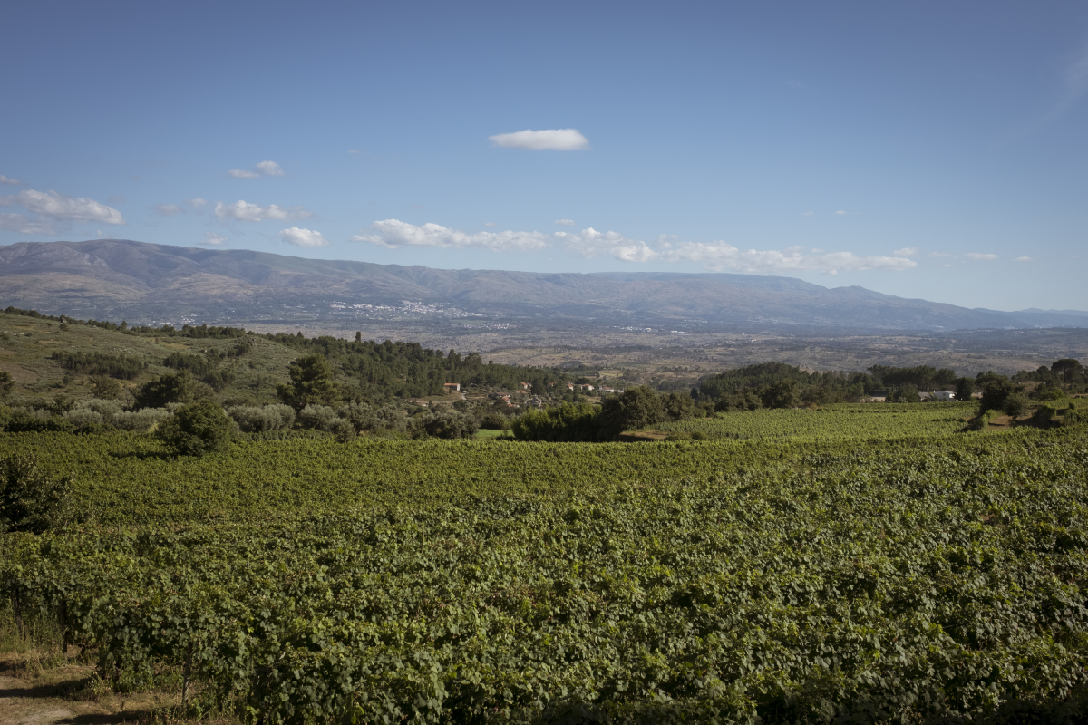 vinhedo Quinta da Cerca