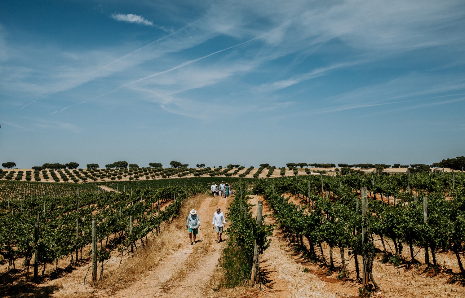 Passeio pelas vinhas