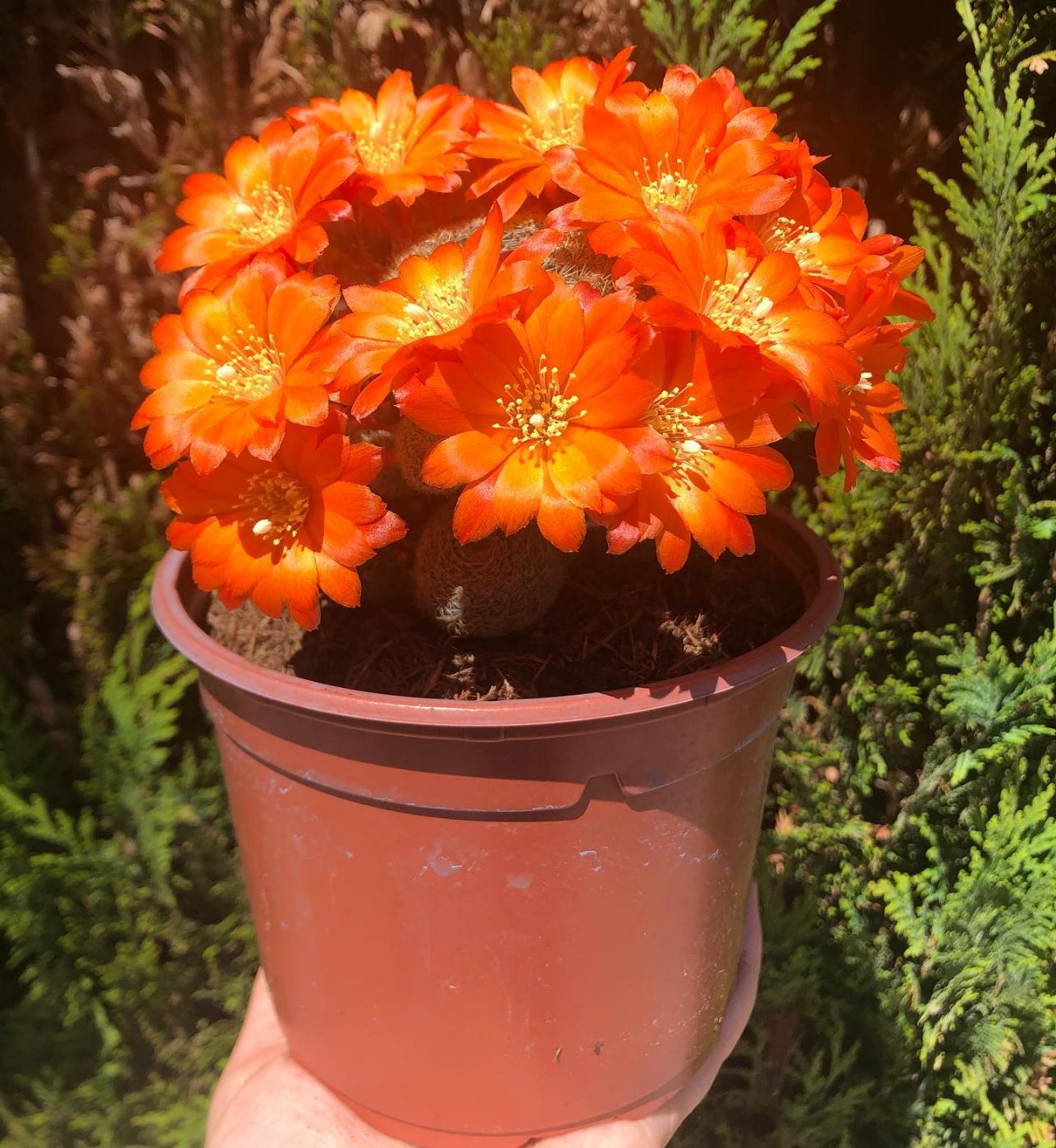 MeliFlor