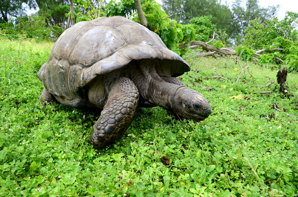 Les 10 conseils pour un voyage de noces exceptionnel aux Seychelles