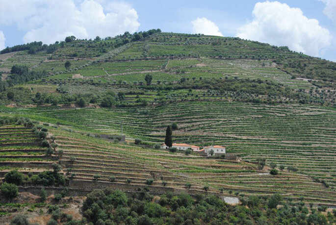 Vinhas do Douro. Foto Douro Acima