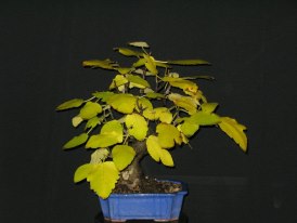 Arbole Bonsai