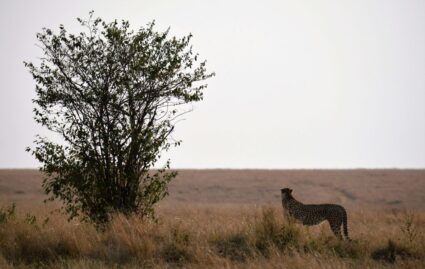 Agência de viagens para lua-de-mel