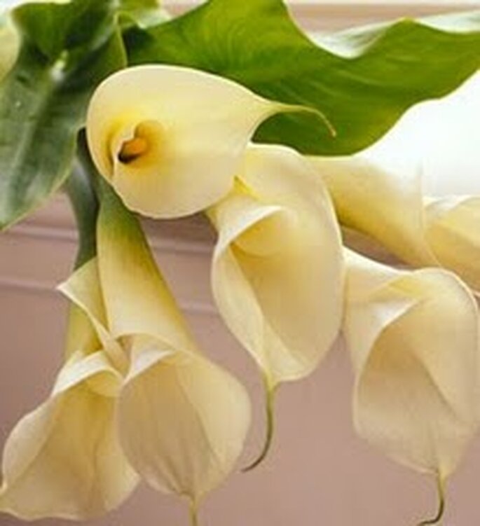 Flores Casamento
