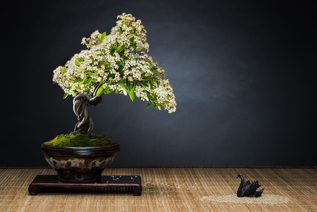 Kensho Bonsai Studio