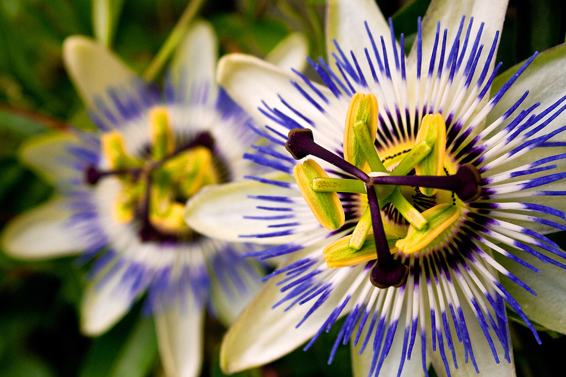 Passiflora