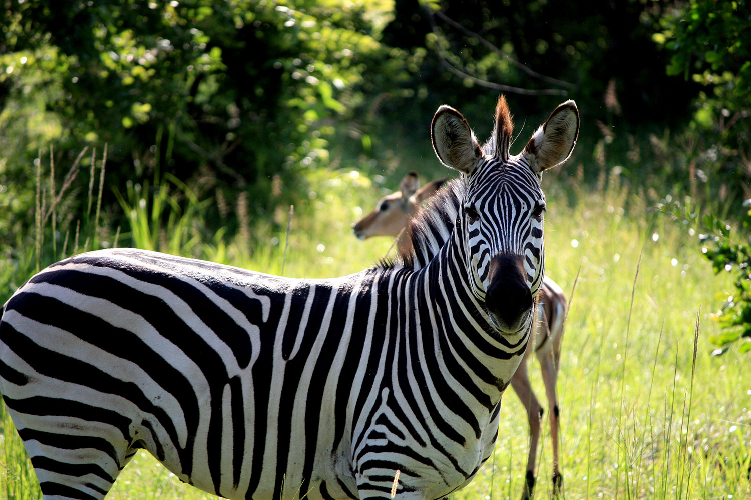 Parque Nacional South Luangwa. Créditos: Henning Borgersen via Unsplash