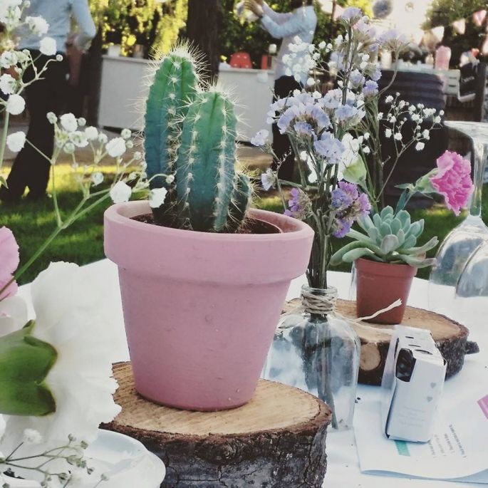 cactus5