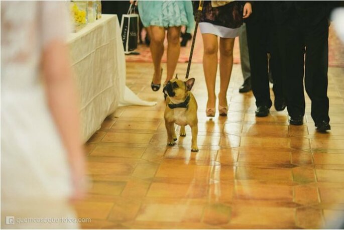 <a href="https://www.zankyou.pt/f/quem-casa-quer-fotos-2388">A mascote da Ana e do Pedro não pode faltar. Foto: Quem casa quer fotos</a>