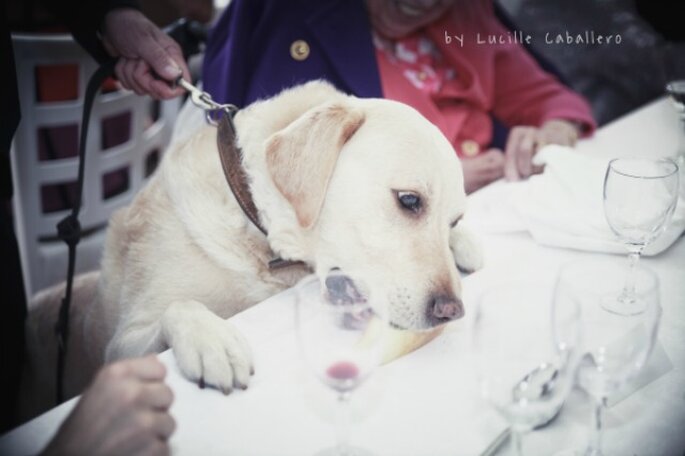 <a href="https://www.zankyou.pt/f/llum-photographie-42384"> Eles também participam no banquete. Foto: Llum Photographie</a>