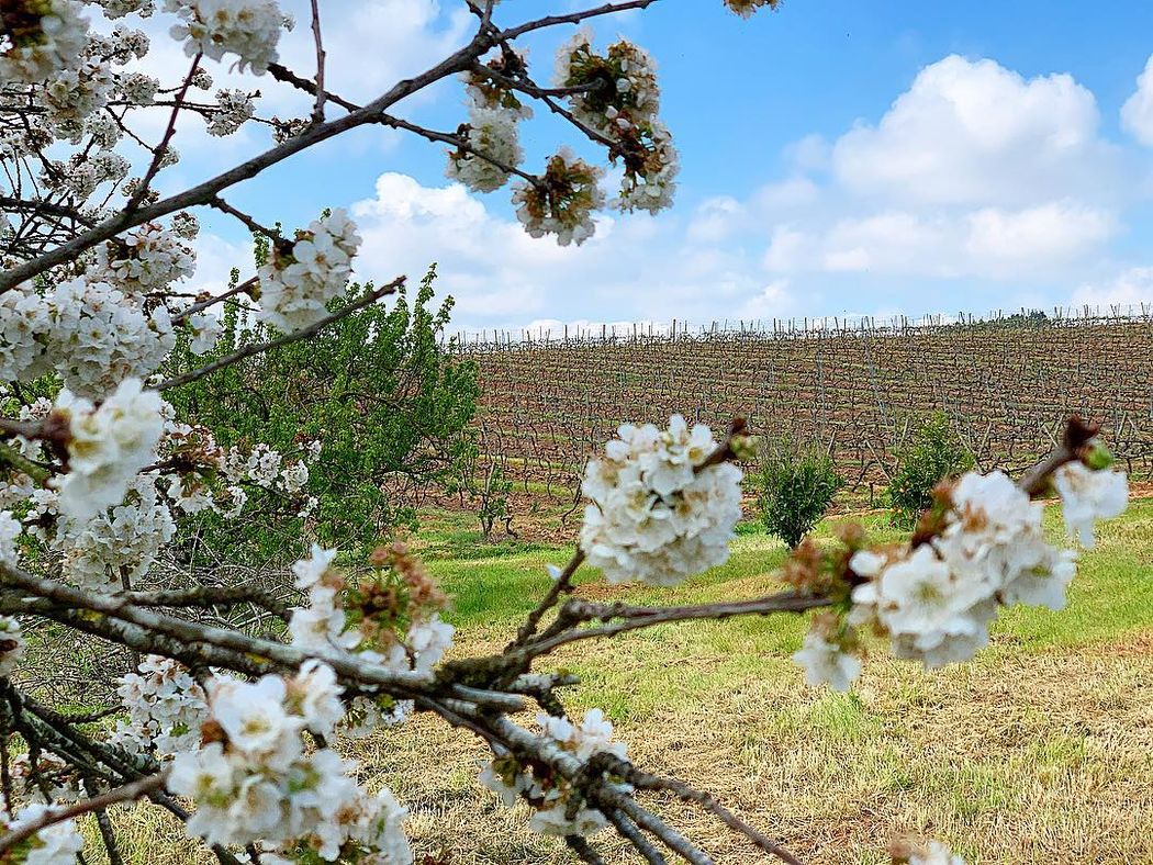 Quinta do Gradil | Foto: Divulgação