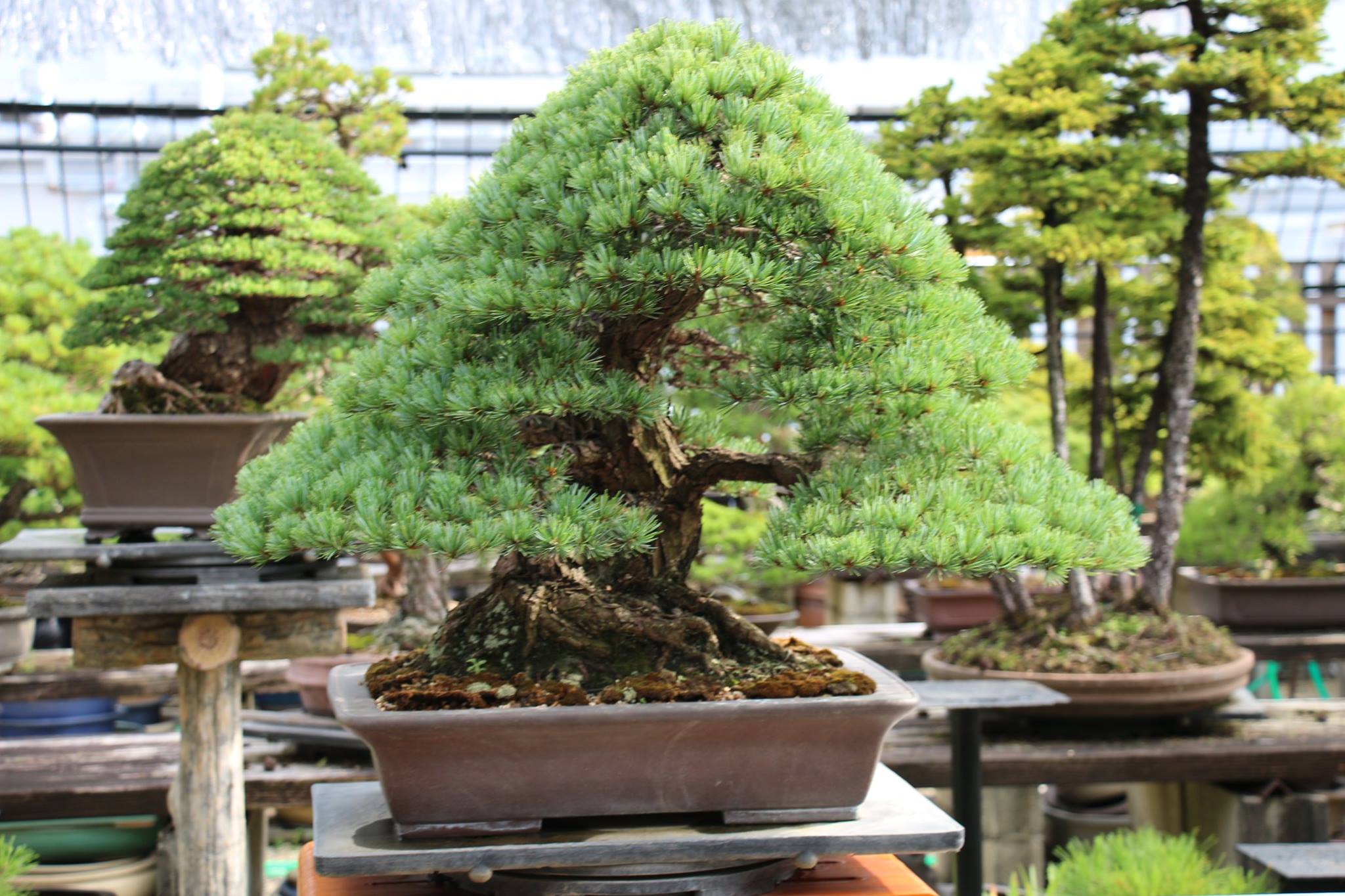 Kensho Bonsai Studio