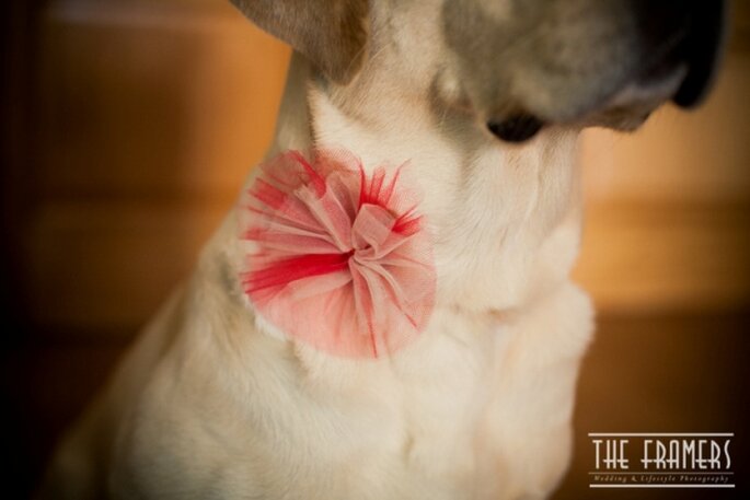 Foto: The Framers