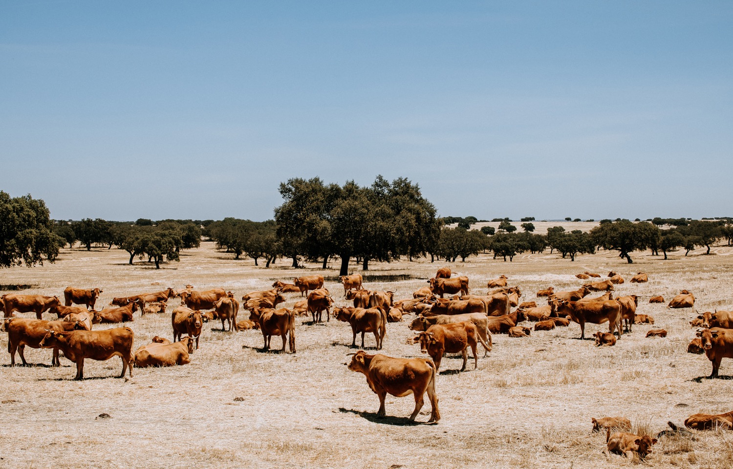 Herdade da Malhadinha Nova