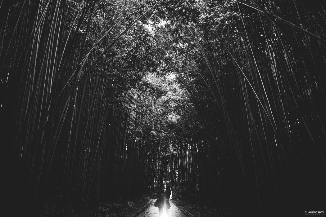 Cláudio Noy Fotografia